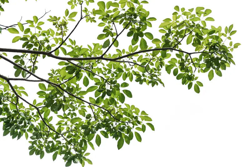 Branche d’arbre avec feuilles vertes symbolisant le caractère écologique des encres durables à base d’eau et le faible impact environnemental de la machine d’impression DA-640