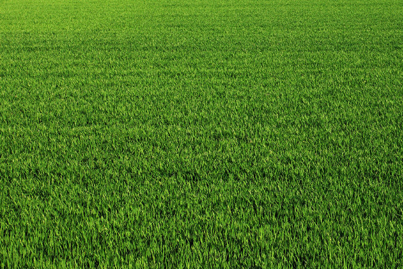 grass